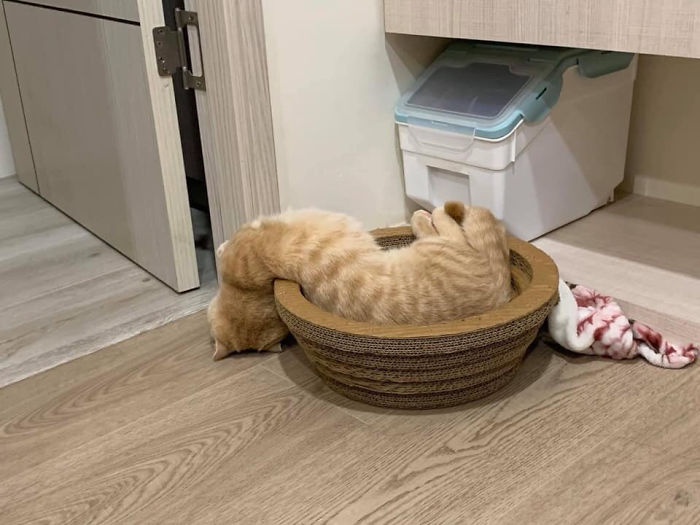 Ginger cat humorously stuck headfirst in a bowl, showcasing cats losing their single brain cell moments.