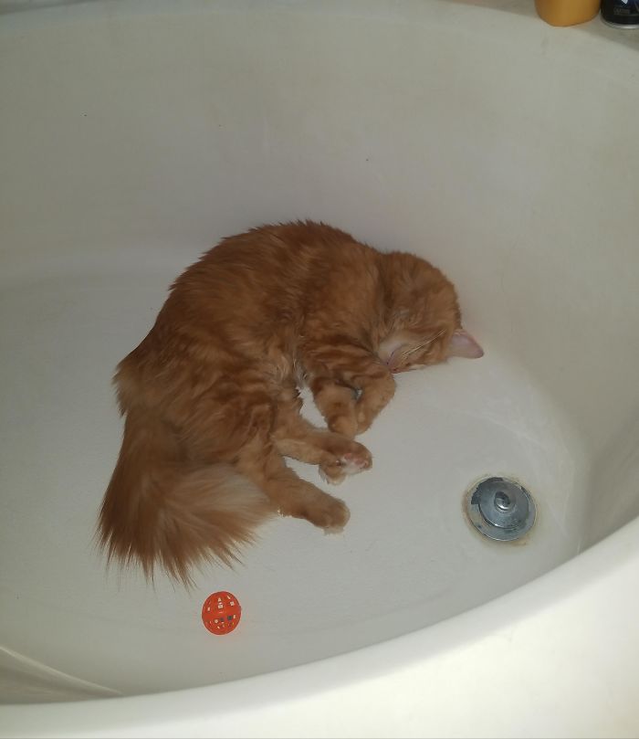 Ginger cat sleeping curled up inside a bathtub, captured in a funny moment of cats losing their single brain cell.
