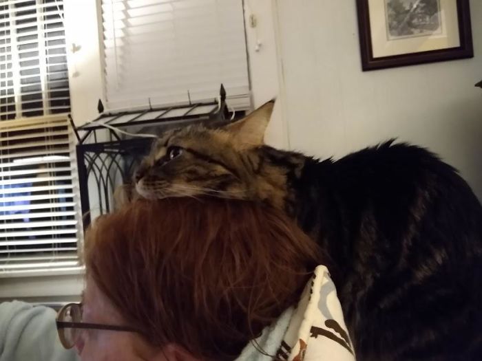 Tabby cat resting its head on a person's head, capturing a funny moment of cats losing their single brain cell.