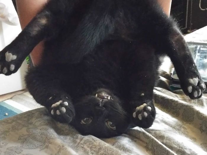 Black cat captured in a funny upside-down pose, showcasing a moment of losing its single brain cell humor.