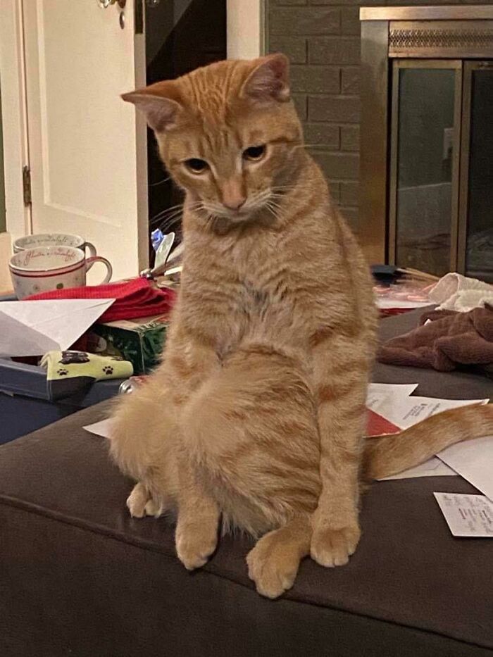 Orange tabby cat sitting awkwardly on a couch, capturing a funny moment of cats losing their single brain cell.