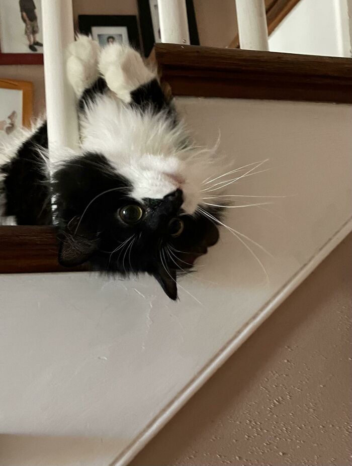 Black and white cat hanging upside down on stairs, capturing a funny moment of cats losing their single brain cell.