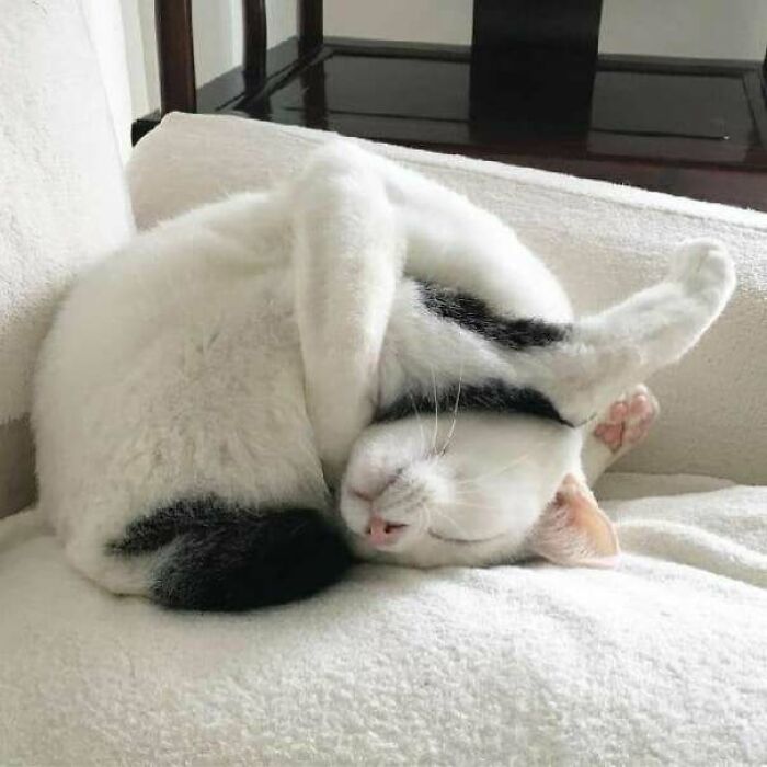 Cat losing its single brain cell while twisted into a funny sleeping position on a white couch.