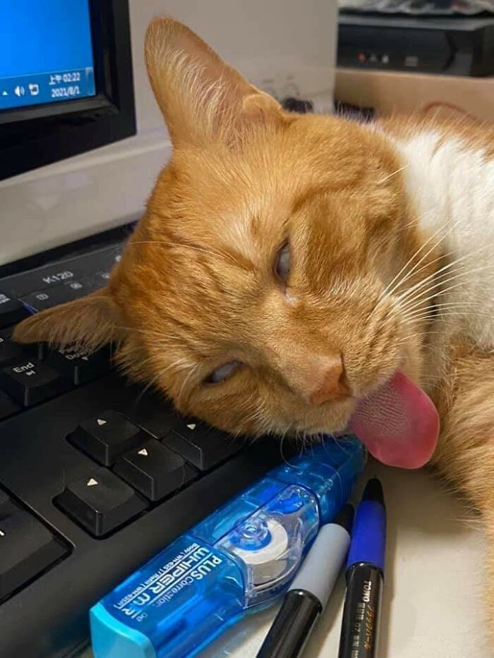 Orange cat losing its single brain cell with eyes half-closed and tongue out, resting head on keyboard near pens and correction tape.