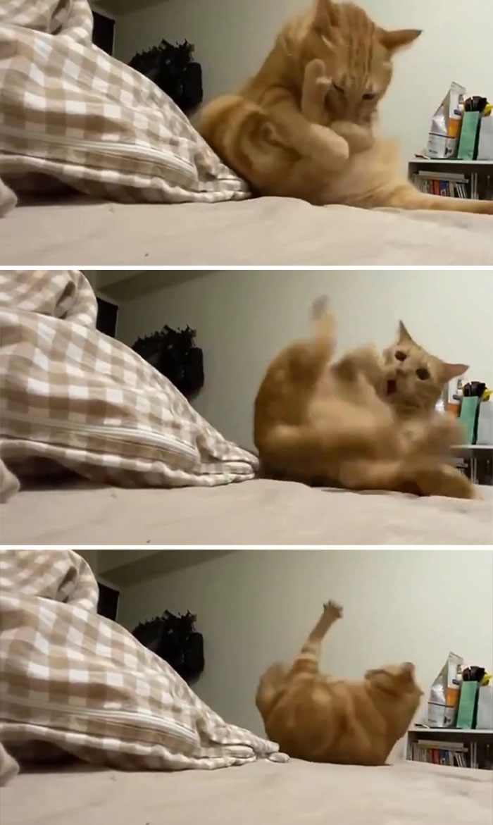 Orange cat captured losing its single brain cell in a funny moment of clumsiness on a bed with a plaid pillow nearby.