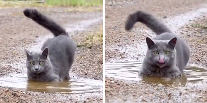 What Apex Animal Is This