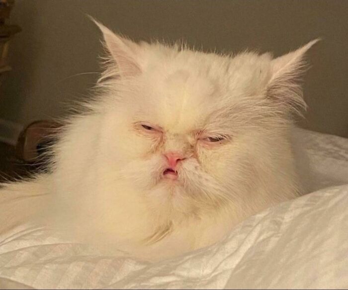 Fluffy white cat with a confused expression, captured losing its single brain cell in a funny and relatable moment.