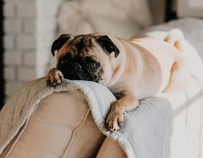 Guy Makes A Dumb Excuse Not To Walk GF’s Dog, Is About To Face The Consequences Guy Makes A Dumb Excuse Not To Walk GF’s Dog, Is About To Face The Consequences