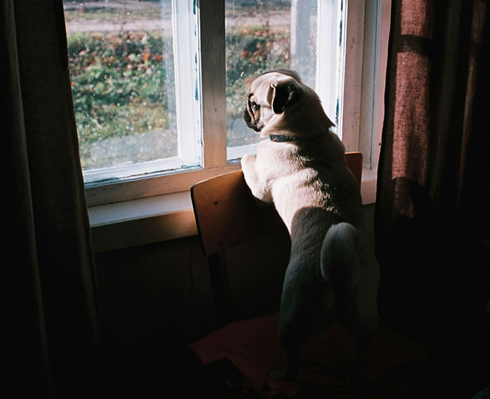 Guy Makes A Dumb Excuse Not To Walk GF’s Dog, Is About To Face The Consequences Guy Makes A Dumb Excuse Not To Walk GF’s Dog, Is About To Face The Consequences