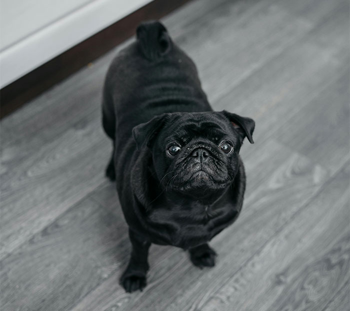 Guy Makes A Dumb Excuse Not To Walk GF’s Dog, Is About To Face The Consequences Guy Makes A Dumb Excuse Not To Walk GF’s Dog, Is About To Face The Consequences