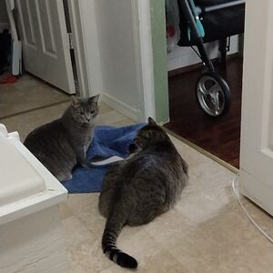 shylabouche_1 avatar