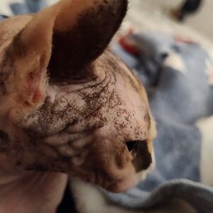 warehallmelissa avatar