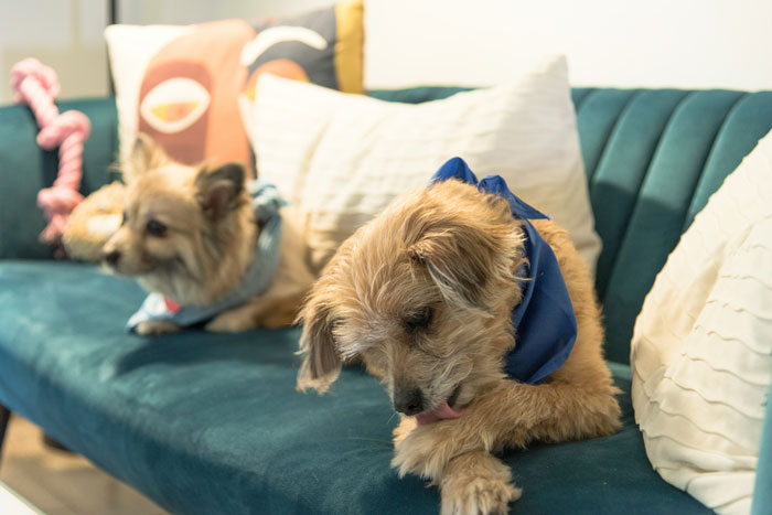 Two small dogs on a couch, one licking its paw, highlighting pet care alternatives.