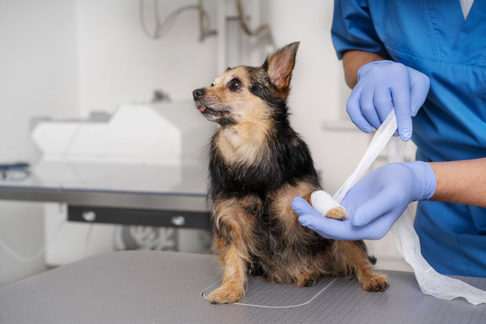 Veterinarian bandaging a dog in a clinic, discussing Neosporin use on pets.