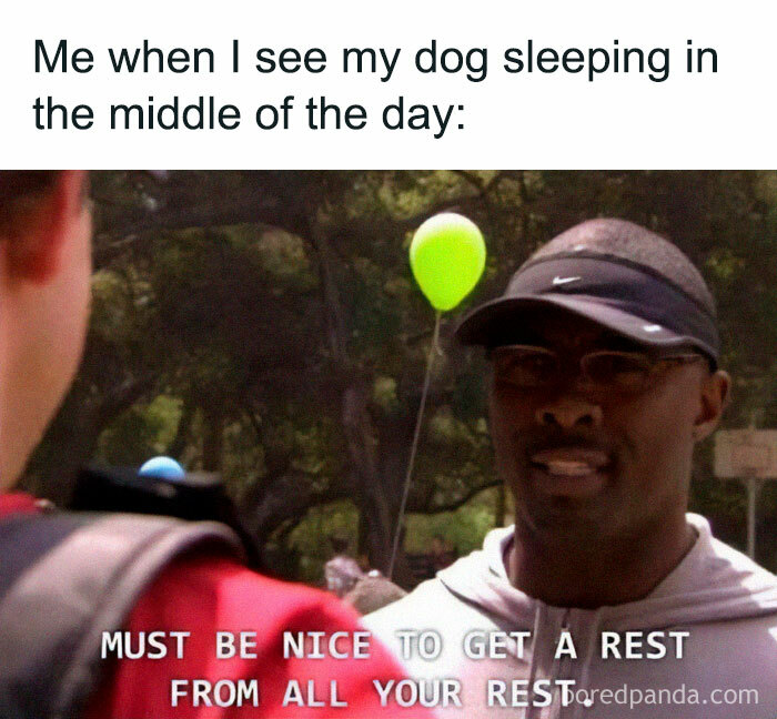 Hey, Napping Is A Full Time Job
.
.
.
.
.
.
#work #workmemes #corporatememes #wfh #wfhlife #dogs #dogmemes #naps