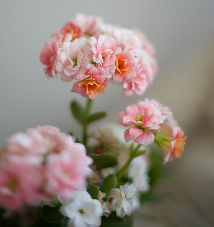 Woman Is Confused If She Was Wrong To Ignore Allergic Diner’s Wishes, Gets A Reality Check - 14