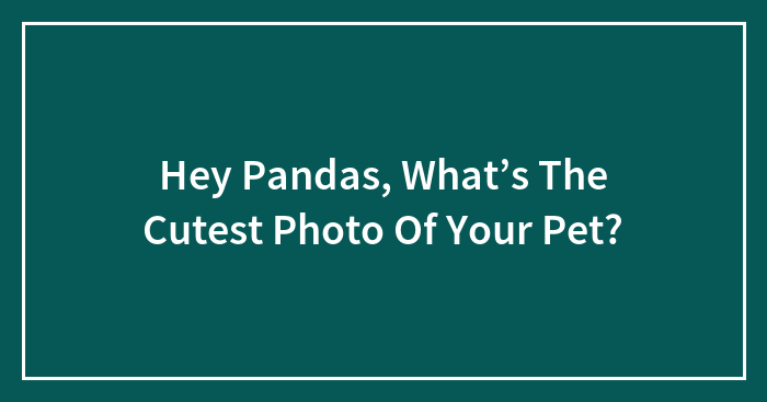 Hey Pandas, What’s The Cutest Photo Of Your Pet?