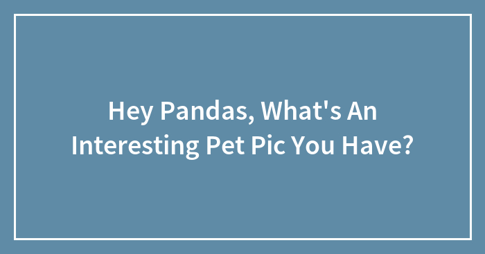 Hey Pandas, What’s An Interesting Pet Pic You Have?