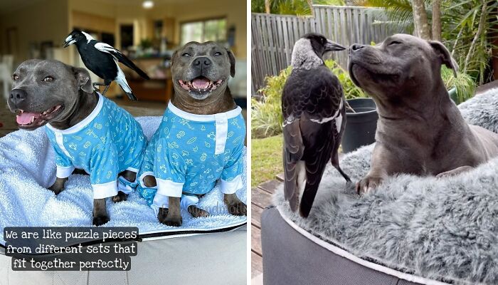 “Molly Is Happy And Healthy”: Family Shares Bittersweet Update After Their Magpie Was Forcibly Removed From Home With Doggy BFF