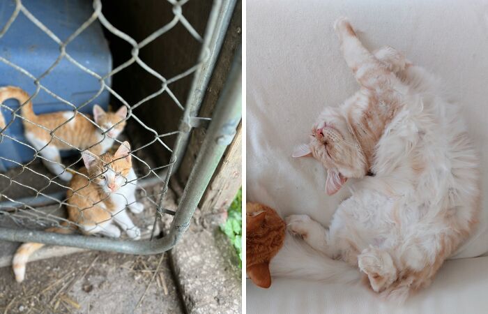 Hey Pandas, Share A Picture Of Your Cats Being Funny Or Cute (Closed)