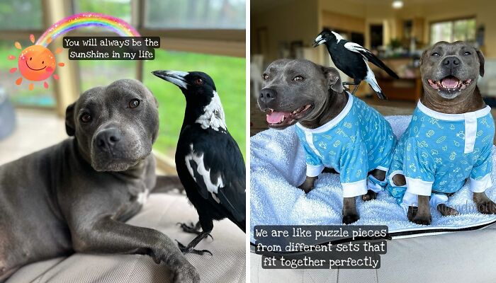 Molly The Magpie Is Returning Home After Online Battle To Reunite Him With Beloved Doggy BFF
