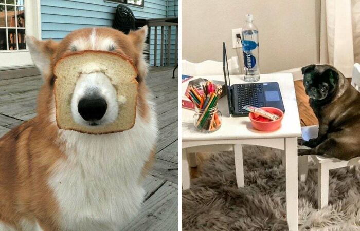 Hey Pandas, Show Me A Picture Of Your Pet Being Strange (Closed)