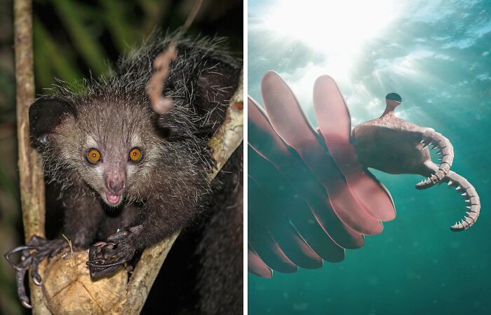 Hey Pandas, Show Me A Pic Of The Strangest Animal You’ve Seen Or Heard Of (Closed)