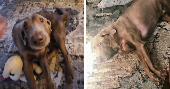 Heartwarming Video Of Once-Paralyzed Dog Realizing He Can Walk Again Goes Viral