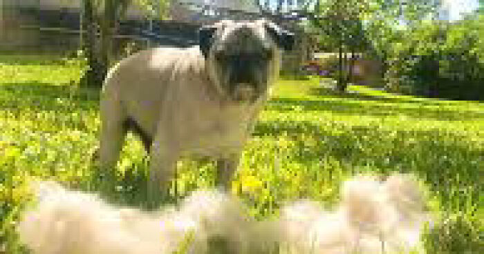 Hey Pandas, Show Us A Picture Of The Pile-O-Fur After The Spring Pet Brushing (Closed)