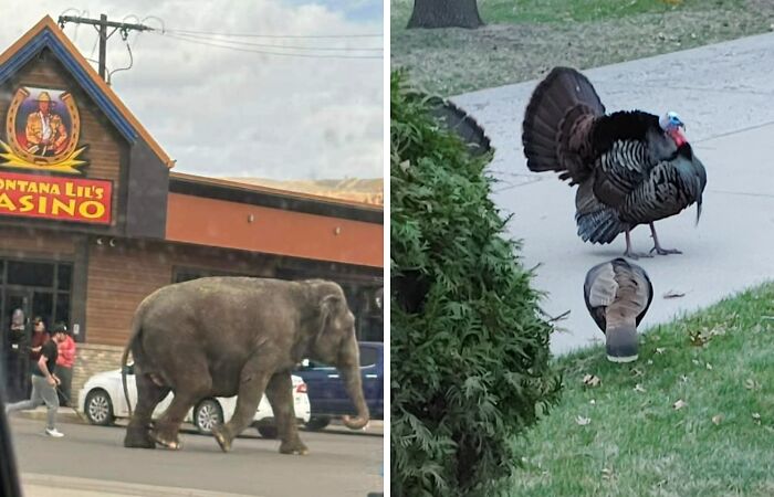 Hey Pandas, What’s The Most Out-Of-Place Thing You Have Seen This Week? (Closed)