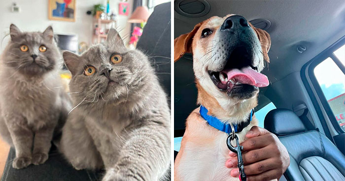 45 Wholesome Pics Of Rescue Pets Who Just Became Someone’s Family Members (April Edition)