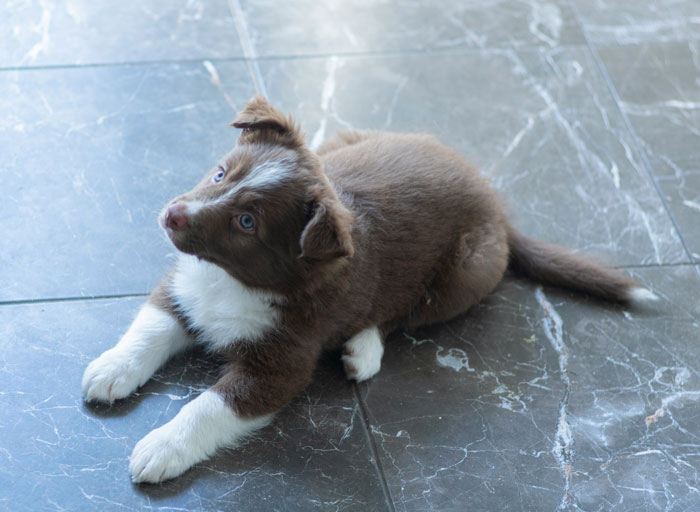 Border Collie puppy sitting on the floor