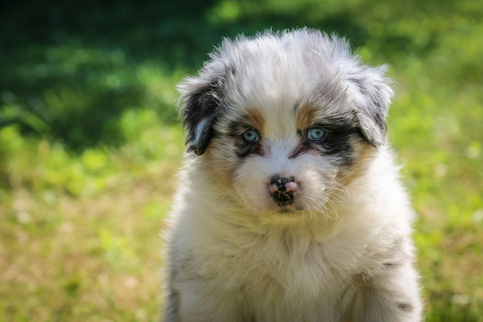 close up view of Australian Shepherd puppy