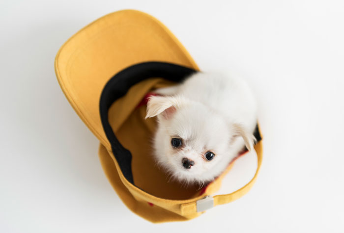 Chihuahua puppy sitting in the cap