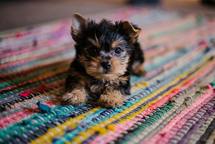 Yorkshire Terrier puppy