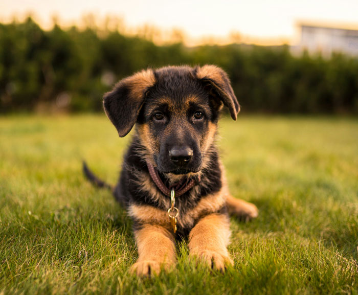 German Shepherd puppy sitting on the grass