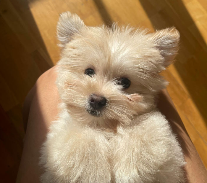 Maltese puppy lying on the owner's knees