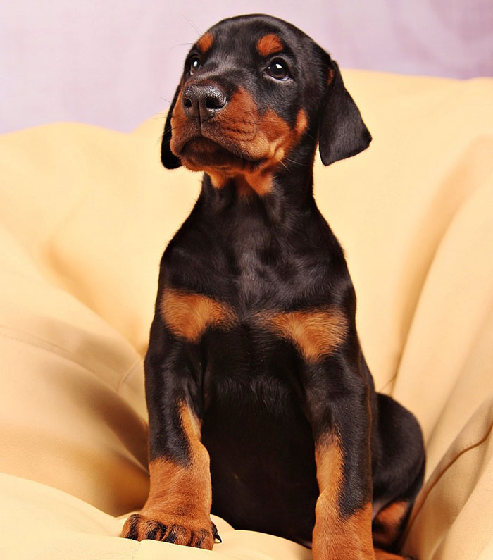 Doberman Pinscher puppy sitting on a yellow sofa