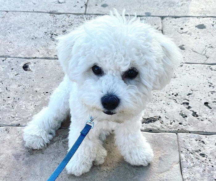 Bichon Frise puppy sitting on the ground