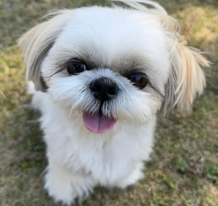 close up view of Shih Tzu puppy
