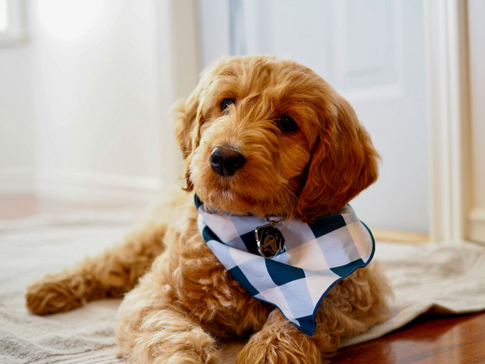 Goldendoodle puppy sitting on the floor