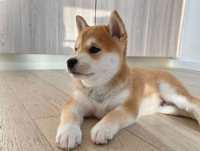Shiba Inu puppy 
