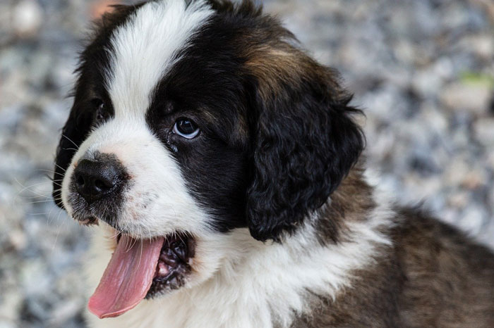 close up view of St. Bernard puppy's face