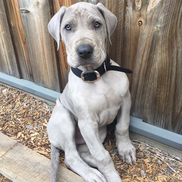 Great Dane puppy sitting near a wooden fence