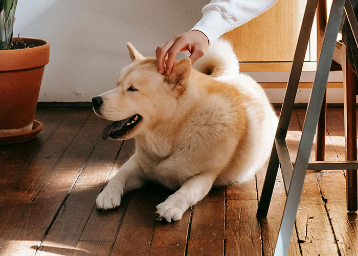 Man Tells Date It's Either Him Or The Dog, Gets Kicked Out In A Blink Of An Eye