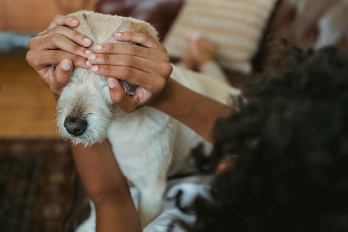 Person comforting a dog scared of thunder by gently holding its face indoors.