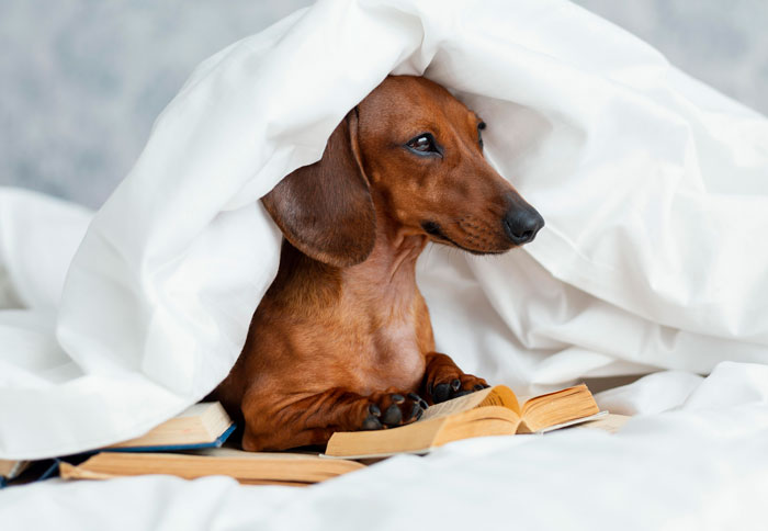 Dachshund hiding under a blanket, seeking comfort during a thunderstorm.