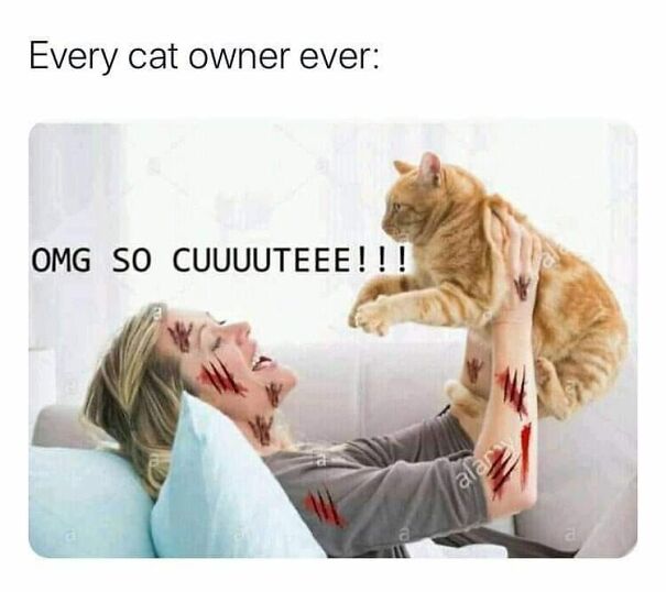 I Have Five Cats. This Sums Up All Of Them