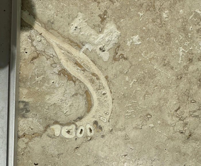 People Wanted A Travertine Floor, Get Surprised By The Human Jawbone That Came With It