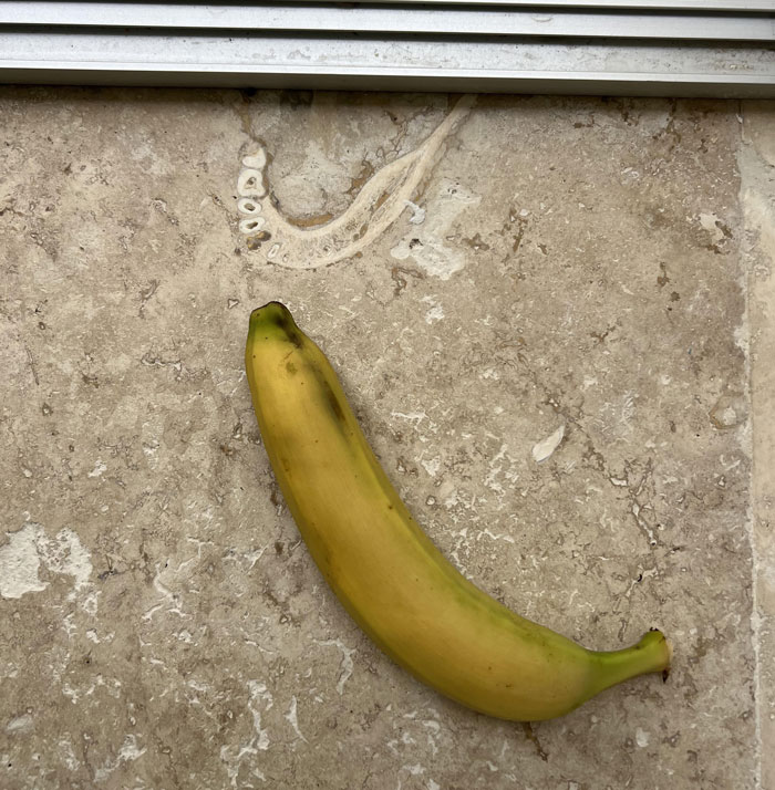 People Wanted A Travertine Floor, Get Surprised By The Human Jawbone That Came With It